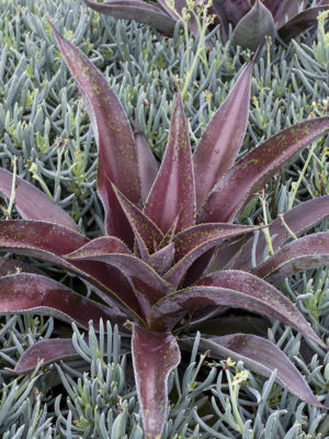 Alternative view of Lg. Mangave Mission to Mars pp29393 (agave x manfreda)