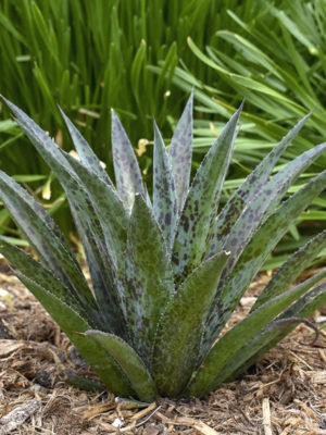 Alternative view of Lg. Mangave Pineapple Express pp28613 (agave x manfreda)