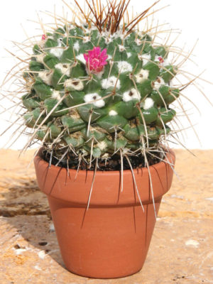 Alternative view of Lg. Pincushion Cactus (mammillaria spinosissima)