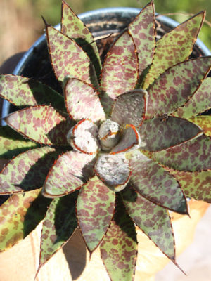 Alternative view of Lg. Manfreda Bloodspot (manfreda sp)