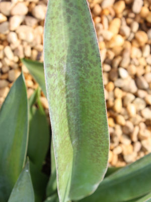 Alternative view of Lg. Manfreda Macho Mocha (manfreda sp)