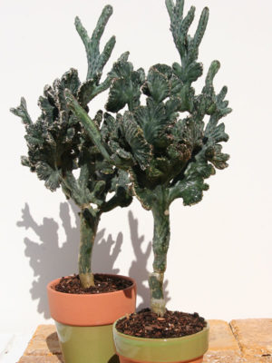 Alternative view of Lg. Bizarre Blue Finger Cactus (monvillea spegazzinii cristata)