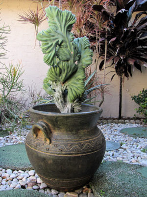 Alternative view of Stunning Blue Crest Cactus (myrtillocactus geometrizans cristata)