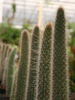 Alternative view of Snake Cactus (nyctocereus serpentinus)
