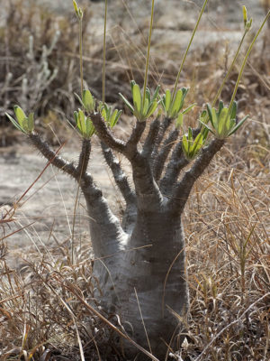 Alternative view of Free-form Madagascar Palm (pachypodium densiflorum)