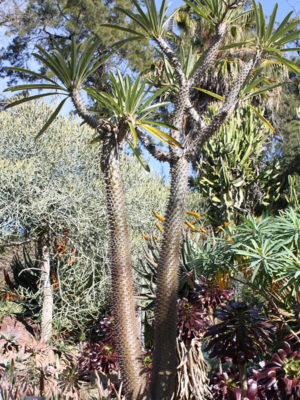 Alternative view of Silver Madagascar Palm (pachypodium geayi)