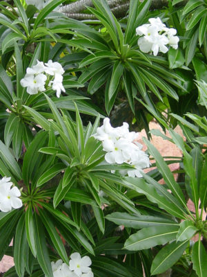 Alternative view of Giant Madagascar Palm (pachypodium laneri)