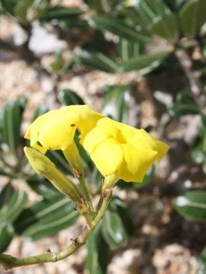 Alternative view of Elephant's Foot Madagascar Palm (pachypodium rosulatum)