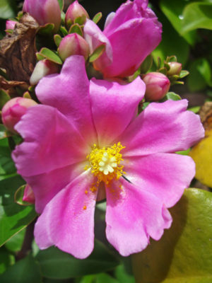 Cactus rose : Pereskia bleo