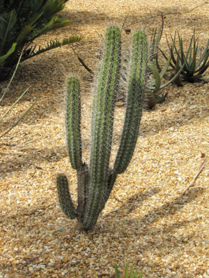 Alternative view of Lg. Dwarf Saguaro Cactus (pilocereus gouneli)