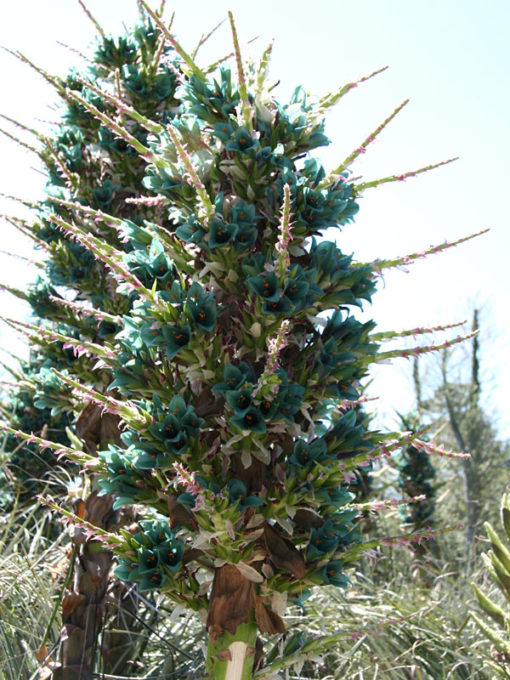 Lg. Aruba Blood Fruit Cactus (lemaireocereus griseus) Urban Xeriscape