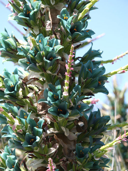 Lg. Aruba Blood Fruit Cactus (lemaireocereus griseus) Urban Xeriscape