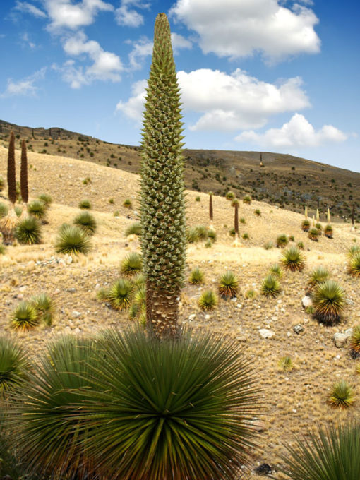 Lg. Aruba Blood Fruit Cactus (lemaireocereus griseus) Urban Xeriscape