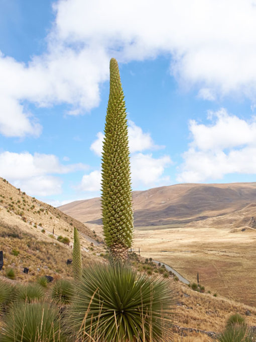 Lg. Aruba Blood Fruit Cactus (lemaireocereus griseus) Urban Xeriscape