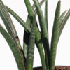 Lg. Sansevieria Aethiopica (snake plant)