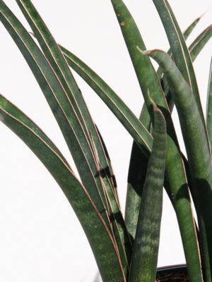 Alternative view of Lg. Sansevieria Aethiopica (snake plant)