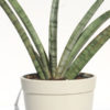 XL Sansevieria USDA Blue Sword (snake plant)