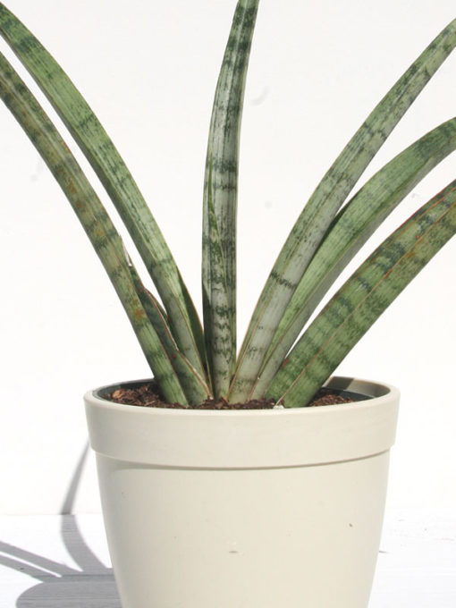 XXL Sansevieria USDA Blue Sword (snake plant) Urban