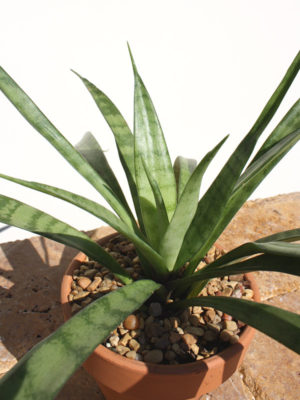 Alternative view of Sansevieria Caespitosa (snake plant)