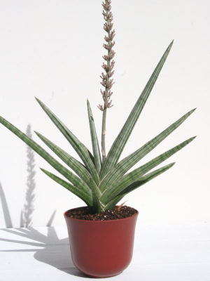 Alternative view of Sansevieria Caulescens Ice Blue (snake plant)