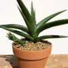 XL Sansevieria Caulescens African Traveler (snake plant)