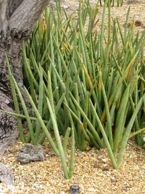Alternative view of XL Sansevieria Cylindrica (snake plant)