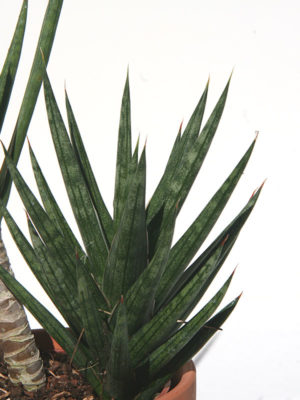 Alternative view of Lg. Sansevieria Francisii (snake plant)