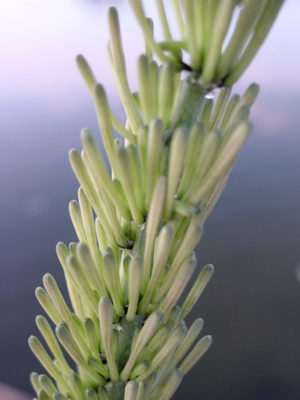 Alternative view of Lg. Sansevieria Kenya Beauty (snake plant)