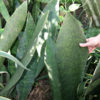 XL Sansevieria Masoniana Splendens (snake plant)
