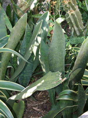Alternative view of XL Sansevieria Masoniana Splendens (snake plant)