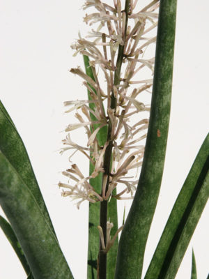 Alternative view of Sansevieria Stella (snake plant)