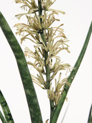 Alternative view of Sansevieria Stelette (snake plant)