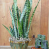 2 Sansevieria Zeylanica (snake plants)