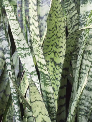 Alternative view of 2 Sansevieria Zeylanica (snake plants)
