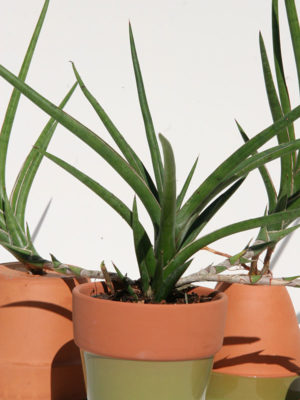 Alternative view of Sansevieria Zimbaewe Twiga (snake plant)
