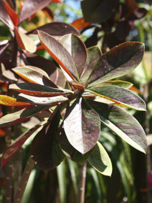 Alternative view of Chameleon Plant (synadenium grantii rubrum)