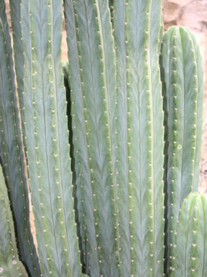 Alternative view of San Pedro Cactus (trichocereus pachanoi)