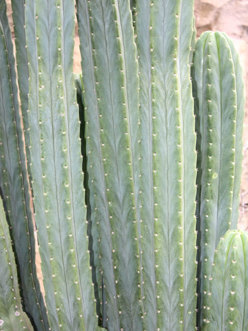 San Pedro Cactus (trichocereus pachanoi) Urban Xeriscape