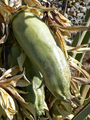Alternative view of Blue Leaf Banana Yucca (yucca baccata vespertiana)