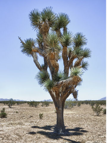 joshua yucca brevifolia