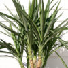Lg. Spineless Silver Giant Yucca Plant (yucca elephantipes)