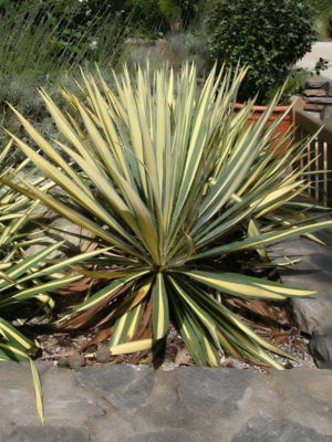 Alternative view of Bright Colourguard Yucca (yucca filamentosa sp.)