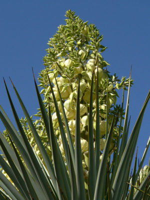 Alternative view of Blue Headed Yucca (yucca rigida)
